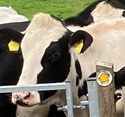Walkers' Safety and Cattle